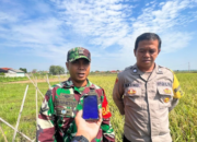 Babinsa Cengkuang Kawal Petani Jual Gabah dengan HPP Rp6.500/kg