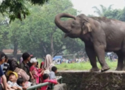 Tarif Relatif Naik, Tapi Ragunan Tetap Jadi Wisata Murah Meriah Jakarta
