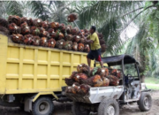 Mitra KSO Penentu Nasib Produktivitas Sawit, Pakar Buka Fakta
