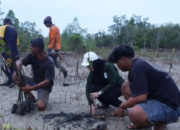Potensi Besar! 110.887 Hektare Lahan di Kaltim untuk Pulihkan Mangrove