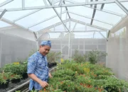 Mengenal Prof Syukur: Sang Ahli di Balik Berbagai Varietas Cabai Indonesia