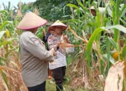 Polsek Tanjung Priok Panen 200 Kg Jagung Dukung Program Swasembada Pangan