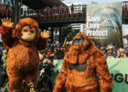 Membangun Koeksistensi: Solusi Konflik antara Satwa Orangutan dan Manusia