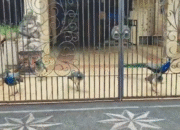 Dinas KPKP DKI Pastikan Burung Merak di Duren Sawit Milik Ketua MPR Bamsoet