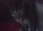 BBTNKS Lepasliarkan Macan Dahan yang Masuk Rumah Warga ke Habitat Asli