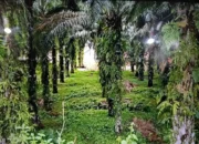 Sawit Watch Apresiasi Putusan MK yang Lindungi Hak Berkebun Masyarakat di Kawasan Hutan