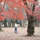 Rekor Mengerikan di Jepang: 10 Kematian Akibat Serangan Beruang