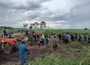 Herman Deru Pastikan Kemandirian Pangan: Tinjau Lahan Cetak Sawah di Desa Benawa