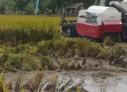 Gubernur Sumsel Herman Deru: Jangan Cepat Puas, Produksi Padi Kita Harus Tembus Peringkat Lebih Tinggi!