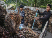 Ekonom: Indonesia Perlu Tingkatkan Daya Tawar agar AS Beri Tarif Lebih Rendah untuk Sawit