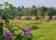 TN Way Kambas Perkuat Strategi Terpadu Tekan Konflik Gajah dan Manusia