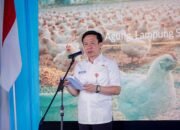 Hilirisasi Ayam Terintegrasi Dimulai, Lampung Targetkan Nilai Tambah Peternakan