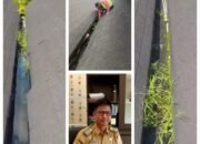 Dinas PUPR Tubaba Gerak Cepat Perbaiki Talang Air Gedung Sesat Agung Tersumbat Kotoran Lumut