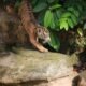 Anak Harimau Sumatera Tampil Perdana, Gubernur Lampung Resmikan Nama