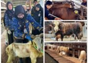 Antusiasme Berkurban Meningkat, Pemotongan Sapi di Lampung Tembus 24.986 Ekor