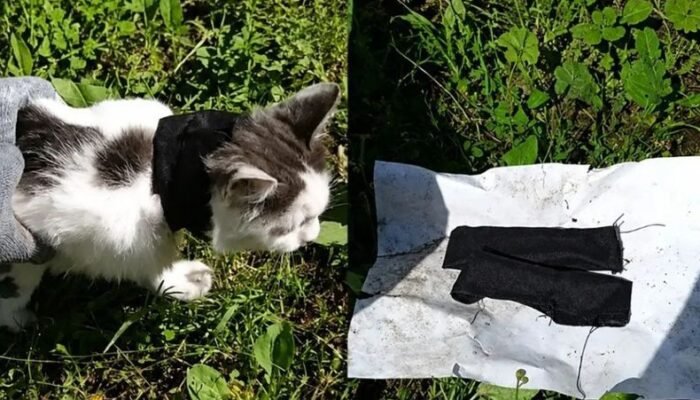 Bikin Geger! Kucing ‘Kurir Narkoba’ Diamankan di Rusia, Video Penangkapannya Viral