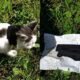 Bikin Geger! Kucing ‘Kurir Narkoba’ Diamankan di Rusia, Video Penangkapannya Viral