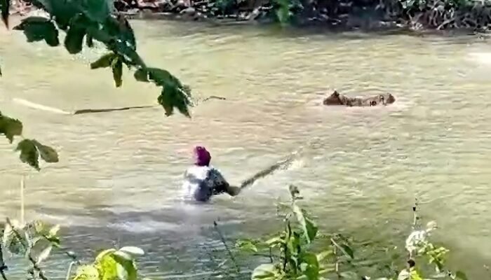 Mencekam! Buaya Lebih dari 2 Meter Serang Anak Sapi di Sukabumi, Warga Berjibaku Menyelamatkan