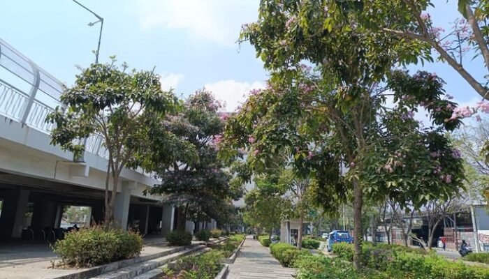 Bukan ke Jepang, Warga Jakarta Kini Bisa Nikmati Tabebuya Mekar di Sekitar JIS