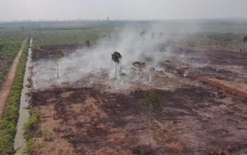 Polda Riau Bongkar Kasus Karhutla di Area HGU, Dua Tersangka Diamankan