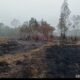 Hujan Bantu Padamkan Karhutla di Way Kambas, Pemprov Lampung Lanjutkan Pemantauan